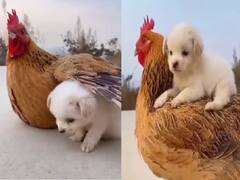 Watch: कुत्ते और मुर्गे की ऐसी दोस्ती नहीं देखी होगी आपने, लोग बोले- 'तेरे जैसा यार कहां'!