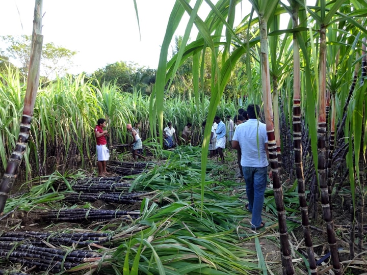 Pongal 2023: தேனி மாவட்டத்திலிருந்து வெளி மாவட்டங்களுக்கு ஏற்றுமதியாகும் கரும்பு; ஒரு கட்டு ரூ. 300 வரை விற்பனை