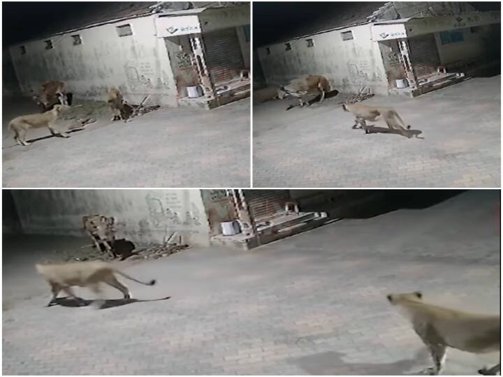 Ox save his life from two lioness see full viral video of Gujarat Watch: बैल की बहादुरी ने दो शेरनियों को किया परास्त, वीडियो देखकर चौंक जाएंगे आप!