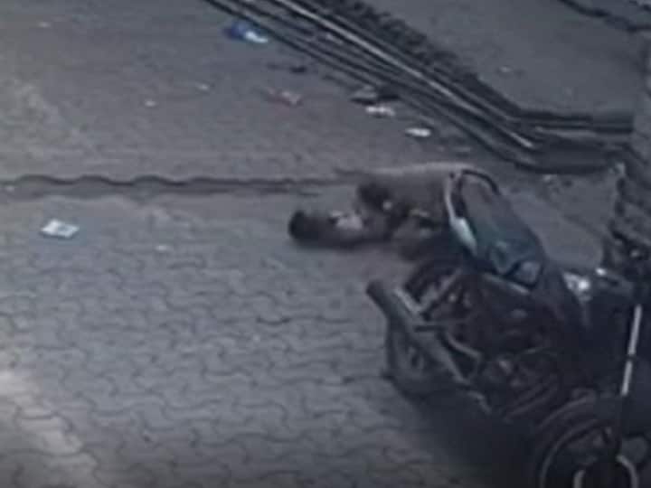 Dog Attacks on 15 people at Bhiwandi भिवंडीत भटक्या कुत्र्यांची दहशत; एका दिवसात 15 हून अधिक नागरिकांवर हल्ला