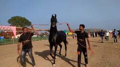 ਜਾਣੋ ਆਖਰ ਕਿਉਂ ਚਰਚਾ 'ਚ ਆਇਆ 5 ਕਰੋੜ ਦਾ ਇਹ ਘੋੜਾ, ਹਰ ਰੋਜ਼ ਪੀਂਦਾ ਹੈ 1 ਕਿਲੋ ਘਿਓ ਅਤੇ 10 ਲੀਟਰ ਦੁੱਧ! ਵੇਖਣ ਵਾਲੇ ਵੀ ਹੋਏ ਹੈਰਾਨ