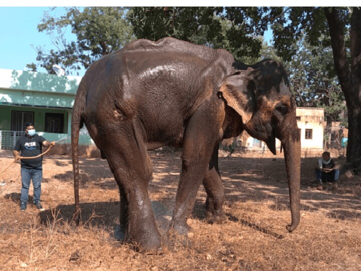 Elephant Lakshmi | பரிதாபம் கொள்ளவைத்த இந்தியாவின் ஒல்லி யானையின் கதை... தத்தெடுத்தது பீட்டா..!