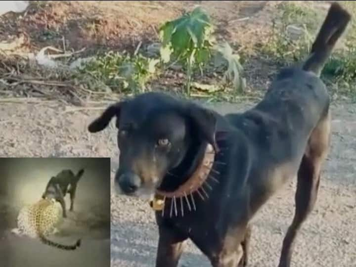 Waghya Dog in Pune Ambegaon Video Went Viral how he beated Leaopard Video : आंबेगावचा वाघ्या कुत्रा, बिबट्याला भिडला, चिवट बिबट्या कसाबसा वाचला