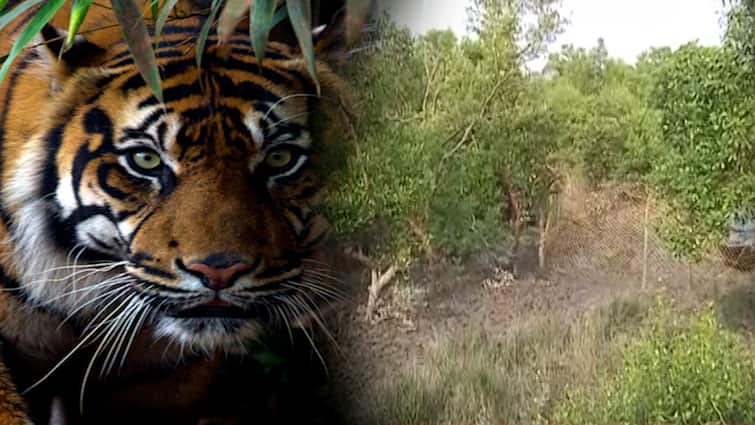 South 24 Paragana : Four days gone, Tiger is not trapped and people of Kultali in Scare South 24 Paragana Tiger Scare : লুকোচুরি অব্যাহত রয়্যাল বেঙ্গলের, সন্ধে নামার সঙ্গে সঙ্গে কুলতলিতে বাড়ছে বাঘ-আতঙ্ক