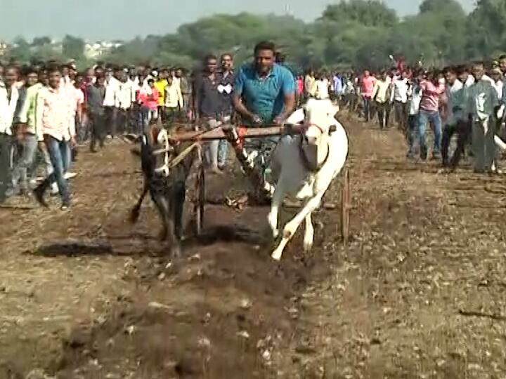 Maharashtra Nashik  Bullock cart race organized by shivsena leader anil Kadam नाशिकच्या ओझरमधील बैलगाडा शर्यत थांबवली, कोरोनाचं पालन होत नसल्यानं शर्यत बंद