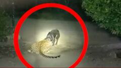 Pune: वाघ्या कुत्र्यावर बिबट्याचा दोन वेळा हल्ला ABP Majha