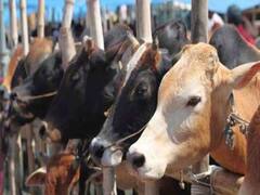 பசுவை கடத்தினால் சொத்து பறிமுதல் - அசாமில் புதிய சட்டம்!