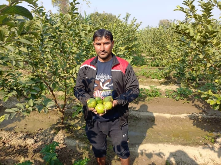 Sonipat Shahzadpur village Kapil left job of bank in Corona doing new business planted guava fields ANN Sonipat News: बैंक की नौकरी छोड़ शख्स ने शुरू किया अपना बिजनेस, अब हो रही सैलरी से चार गुना ज्यादा कमाई, जानें कैसे?