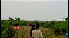 Elephant: খড়গপুরে রাতভর চলল বুনো হাতির তাণ্ডব । Bangla News