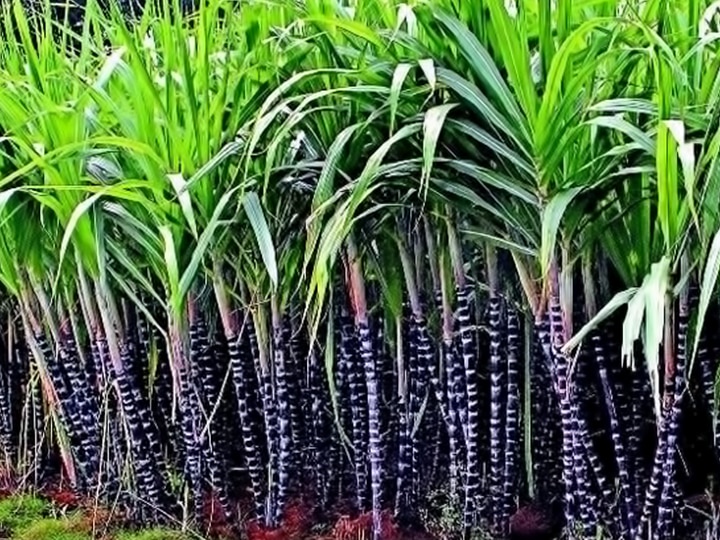 Pongal 2022 : பொங்கல் கரும்பு.. அர்த்தமும், முக்கியத்துவமும்..