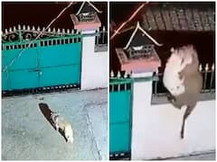 Watch: घर में घुसकर तेंदुए ने पालतू कुत्ते का किया शिकार, रोंगटे खड़े कर देगा वीडियो