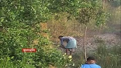 Kultali: কুলতলিতে এখনও বাঘকে খাঁচাবন্দি করা যায়নি, আতঙ্ক এলাকায়। Bangla News