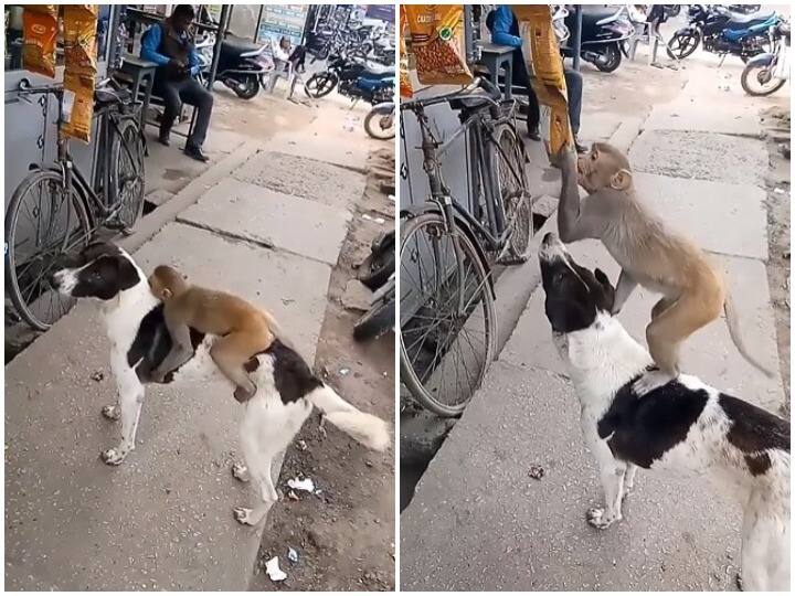 Watch: चिप्स खाने का हुआ मन तो बंदर ने निकाला गजब जुगाड़, कुत्ते की पीठ पर बैठकर दुकान से उड़ा लिया पैकेट Dog Monkey Friendship video getting viral, monkey trick for chips packet winning heart Watch: चिप्स खाने का हुआ मन तो बंदर ने निकाला गजब जुगाड़, कुत्ते की पीठ पर बैठकर दुकान से उड़ा लिया पैकेट