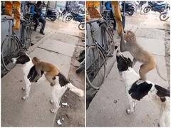 Watch: चिप्स खाने का हुआ मन तो बंदर ने निकाला गजब जुगाड़, कुत्ते की पीठ पर बैठकर दुकान से उड़ा लिया पैकेट