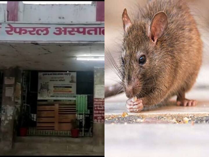 new x ray machine worth lakhs destroyed by rats and ant in one hospital of jehanabad, bihar ann बिहार में चूहों का नया 'कारनामा', दारू और बांध के बाद अब X-Ray मशीन को किया टारगेट, जानें क्या है पूरा मामला