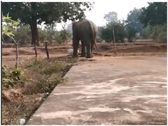 Mahasamund News: महासमुंद के लहंगर धान खरीदी केंद्र में घुसा हाथी, जानिए फिर क्या हुआ