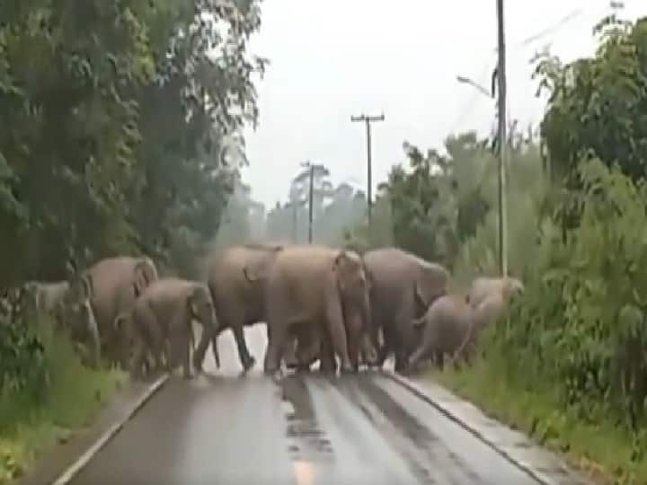 Viral Video of Elephant hundred of elephants cross road after that they said thank you Watch: हाथियों को सड़क पार करने में लोगों ने की मदद, बदले में गजराज ने इस तरह कहा 'Thank You'