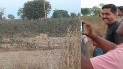 Rajkot : ગોંડલમાં સિંહ પરિવારના ધામા, લોકોએ મોબાઇલમાં ફોટા કર્યા ક્લીક