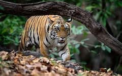 Kultali: জঙ্গল থেকে বেড়িয়ে গ্রামে হামলা, ডোঙ্গাজোড়ায় বাঘের আক্রমণে জখম এক গ্রামবাসী। Bangla News