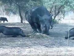 Watch: जंगली सुअर को गैंडे का खाना खाने की कोशिश पड़ा महंगा, गैंडे ने लिया इस तरह 'बदला'!