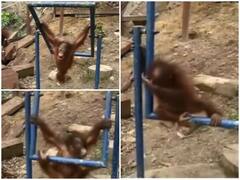 Watch: हीरोगिरी दिखाना बंदर को पड़ा भारी, यूजर्स बोले- जोर से लगा पट्ट से हेड शॉट