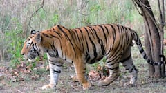 Kultali Tiger: কুলতলিতে 'বাঘের হানা', ডোঙ্গাজোড়ায় বাঘ ধরতে পাতা হয়েছে খাঁচা | Bangla News