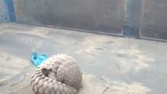 બનાસકાંઠાના ગામમાં પાસે કીડીખાઉં નામનું પ્રાણી દેખાયું, જુઓ ગુજરાતી ન્યુઝ