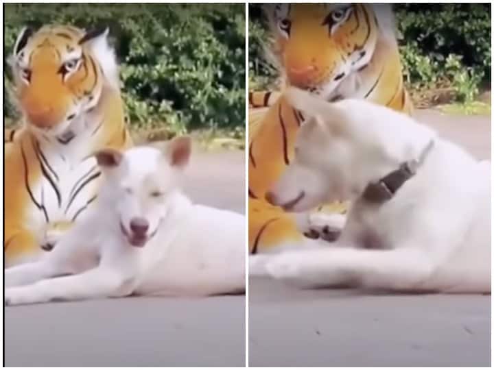 Viral Video of dog reaction after seeing a dummy of tiger Watch: सड़क पर आराम फरमा रहा कुत्ता, अचानक पीछे नजर आए बाघ को देखकर बौखलाया!