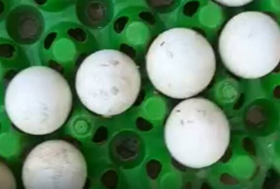 కడప జిల్లా అంగన్వాడీ కేంద్రంలో కుళ్లిపోయిన కోడిగుడ్లు పంపిణి..