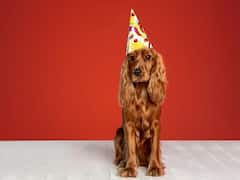 Trending News: अपने पालतू कुत्ते के लिए महिला का अनोखा प्यार, बर्थडे सेलिब्रेशन पर खर्च कर डाले 11 लाख!