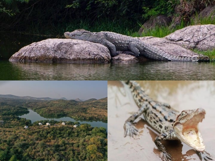 Rajasthan News Baghdara Nature Park Udaipur many animals including crocodile and leopard are seen know its specialty ANN Rajasthan News: उदयपुर में ऐसी जगह जहां मगरमच्छों के पास टूरिस्ट गुजारते हैं रात, जानिए यहां की खासियत