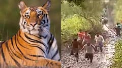 Kultali Tiger: কুলতলিতে রয়্যাল বেঙ্গল! বন দফতরের তরফে জাল দিয়ে ঘেরা হচ্ছে জঙ্গল | Bangla News