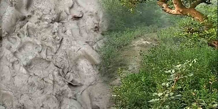 south 24 parganas kultali tiger scare: tiger is not trapped after four days, panic among locals South 24 Paraganas Tiger Scare: কেল্লার জঙ্গলের পর ডোঙ্গাজোড়া গ্রাম! মিলল পায়ের ছাপ, চারদিন ধরে লুকোচুরি  রয়্যাল বেঙ্গলের