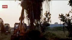 Baramati: महामार्गासाठी कत्तल केलेल्या झाडांच्या पुनर्लागवडीचं काम सुरु ABP Majha