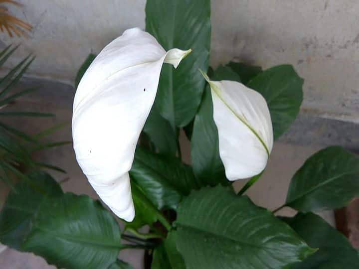 पीस लीली प्लांट घर में लगाने से वातावरण तो साफ होता ही है. साथ ही, इसकी ज्यादा केयर भी नहीं करनी पड़ती. इसे घर में आसानी से रखा जा सकता है.