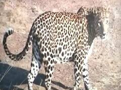 Uttar Pradesh News: लखनऊ के गुडंबा इलाके में तेंदुए की दहशत, सीसीटीवी में कैद हुईं तस्वीरें