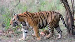 Kultali Tiger: মধ্যরাতে মাঝে মাঝেই ডেকে উঠছে বাঘ! ঘুম উড়েছে কুলতলিবাসীর | Bangla News