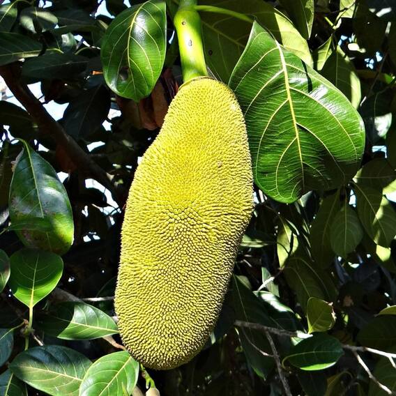 শুধু খেতেই ভাল নয়, গুণেরও শেষ নেই কাঁঠালের