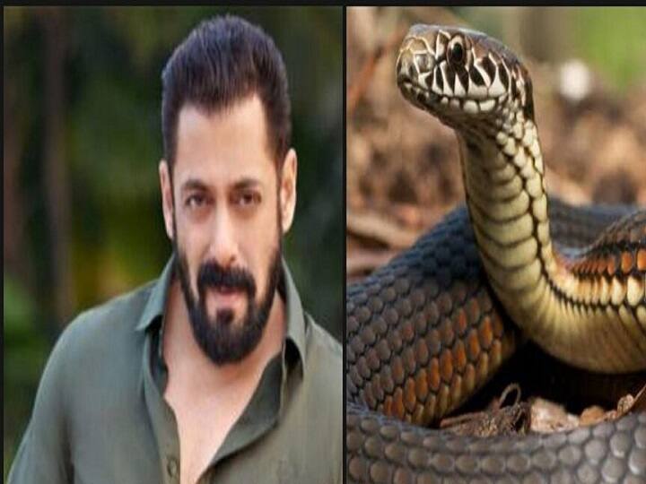Salman Khan explained on snake bite Salman Khan on snake bite ''சின்ன குச்சிதான் சிக்கலாகிட்டு.'' பாம்புக்கடி சம்பவம் குறித்து வரிவரியாக சொன்ன சல்மான்கான்!!
