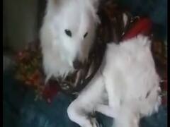 Dog Donate Blood: डॉगी ने अपने भाई को खून देकर बचाई जान, जानें क्या है पूरा मामला