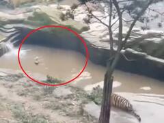 Watch Video | நீ என்ன பெரிய புலியா? கலாய்த்து போக்குக்காட்டிய வாத்து.!! வைரல் வீடியோ