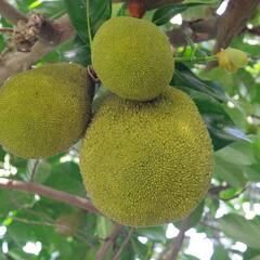 गर्मी में कटहल खाने से कंट्रोल रहेगी डायबिटीज की बीमारी, वजन घटाने में भी मिलेगी मदद