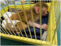 Jodhpur News: प्रेगनेंसी के दौरान हो गई थी मां की मौत, माचिया सफारी पार्क में बंदर के बच्चे की हो रही परवरिश