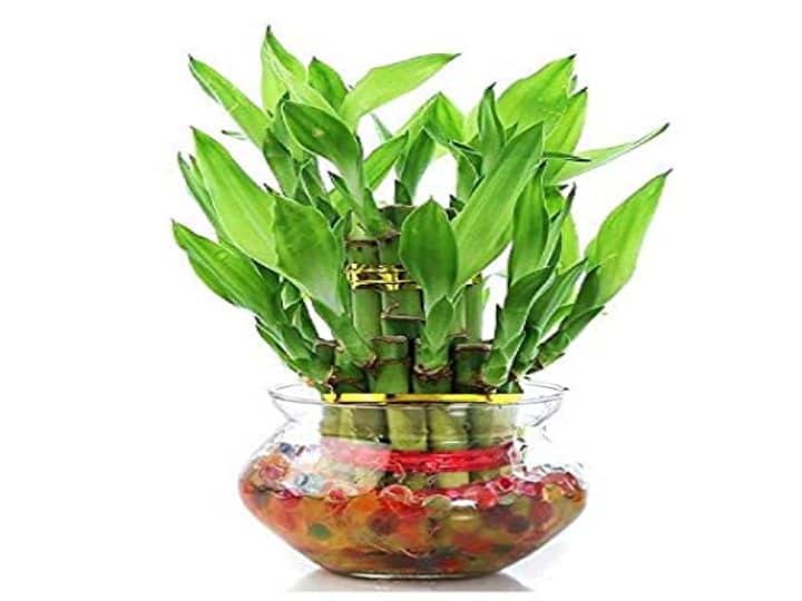 बैंबू प्लांट घर के लिए काफी शुभ माना जाता है. इससे घर में पॉजिटिविटी आती है और माहौल अच्छा बना रहता है. ये छांव में आसानी से ग्रो करता है और बच्चा पढ़ाई में बेहतर ध्यान लगा पाता है.
