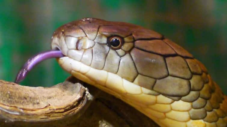 Funny Video : meet world most dengerous snake, this snake die himself if face touch his body, watch full video Watch: क्या ये है दुनिया का सबसे 'जहरीला' सांप? अगर अपनी भी बॉडी से टच हो जाए मुंह तो हो जाती है मौत!