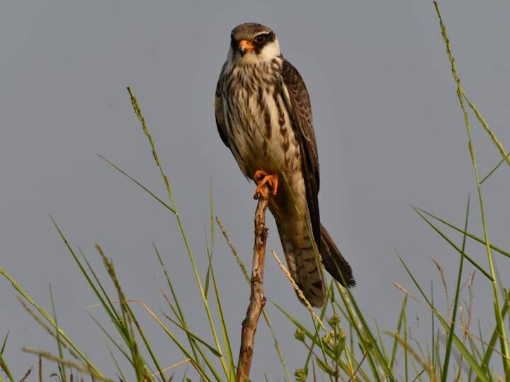 Crossing thousands of kilometers the Amur Falcon enters Palghar Parwani for bird lovers हजारो किलोमीटरचे अंतर पार करत अमूर ससाणा पालघर मध्ये दाखल; पक्षीप्रेमींसाठी पर्वणी