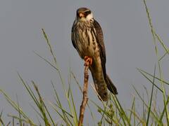 हजारो किलोमीटरचे अंतर पार करत अमूर ससाणा पालघर मध्ये दाखल; पक्षीप्रेमींसाठी पर्वणी