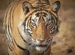 Kultali: জাল ছেঁড়ার চেষ্টা করেছে বাঘ! রাতে গোটা গ্রাম অন্ধকার করে মিলল বাঘের নড়াচড়ার অনুভূতি। Bangla News