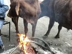 Uttarakhand News: रुद्रप्रयाग में अज्ञात बीमारी की चपेट में आने से एक दर्जन मवेशियों की मौत, पशुपालन विभाग नहीं ले रहा कोई सुध