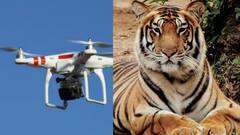 Kultali Tiger: শেখপাড়া জঙ্গলেই লুকিয়ে বাঘ, ড্রোন দিয়ে চলছে নজরদারি | Bangla News